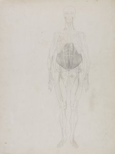 Menneskefigur, Anterior View, fra 