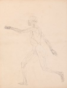 Menneskelig figur, sidebillede (for nøglefiguren til tabel XIII) af George Stubbs