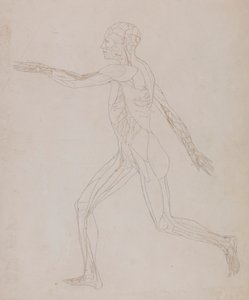 Menneskelig figur, sideværts (relateret til tabel XIII, detaljeret undersøgelse af blodkarrene, der forsyner musklerne) af George Stubbs