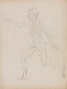 Menneskeskikkelse, sidebillede af George Stubbs
