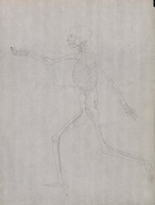Menneskeskikkelse, sidebillede af George Stubbs
