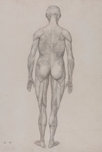 Menneskelig figur, bagfra (næsten identisk med færdig tegning til tabel XII) af George Stubbs