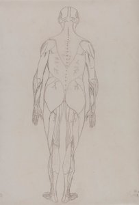 Menneskefigur, bagfra (konturtegning for nøglefigur til tabel XII) af George Stubbs