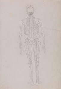 Menneskelig figur, bageste udsigt (oversigtstegning for en nøglefigur, der viser den sidste fase af dissektion) af George Stubbs