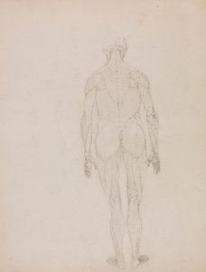 Menneskelig figur, bagfra (konturtegning for nøglefigur til tabel XII) af George Stubbs