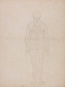 Menneskeskikkelse, bagfra af George Stubbs