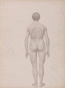 Menneskelig figur, set bagfra, udissektioneret (færdig undersøgelse til tabel VII) af George Stubbs