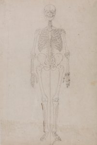 Menneskeligt skelet, set forfra (Afsluttende undersøgelse) af George Stubbs