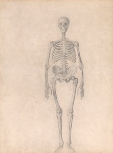 Menneskeligt skelet, set forfra (færdig undersøgelse til tabel I) af George Stubbs