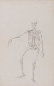 Menneskeligt skelet, set forfra (højre arm udstrakt; færdig undersøgelse for upubliceret tabel) af George Stubbs