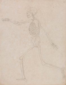 Menneskeligt skelet, sideværts (kan være oprindeligt forberedt til brug som nøglefigur i tabel III, men senere forladt) af George Stubbs