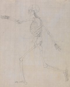 Menneskeligt skelet, sideværts (omrids af skelettet for nøglefiguren i tabel III) af George Stubbs