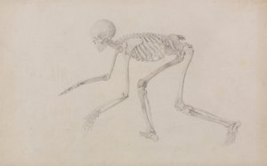 Menneskeligt skelet, sideværts (i kravlestilling; afsluttet undersøgelse for en upubliceret tabel) af George Stubbs