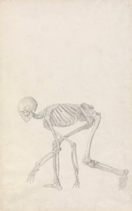 Menneskeligt skelet, sideværts (i sammenkrøbet stilling; afsluttet undersøgelse for en upubliceret tabel) af George Stubbs