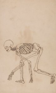 Menneskeligt skelet, set fra siden af George Stubbs