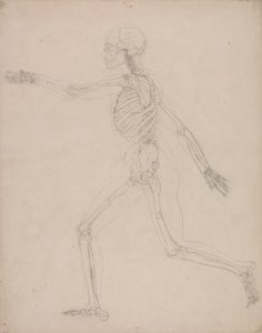 Menneskeligt skelet, set fra siden af George Stubbs