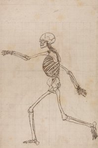 Menneskeligt skelet, set fra siden af George Stubbs