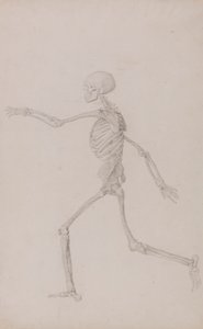 Menneskeligt skelet, set fra siden set fra venstre, løbende (færdig undersøgelse for tabel III) af George Stubbs