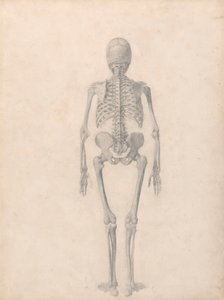 Menneskeligt skelet, set bagfra (færdig undersøgelse til tabel II) af George Stubbs