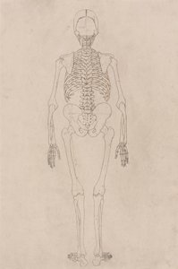Menneskeligt skelet, posteriort billede (relaterer til tabel II) af George Stubbs