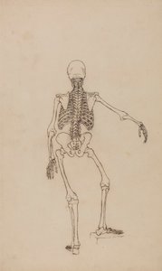 Menneskeskelet, set bagfra af George Stubbs