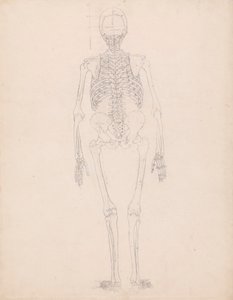 Menneskeskelet, set bagfra af George Stubbs