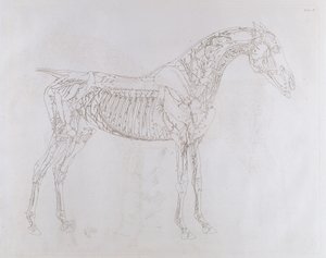 Illustration fra 