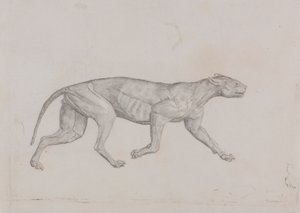 Leopardkrop, set fra siden af George Stubbs