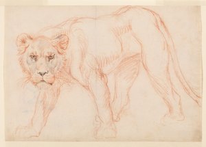 Lioness prowling, recto, 18. eller 19. århundrede af George Stubbs