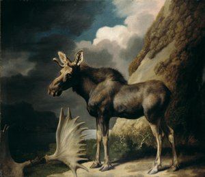 Elg, 1770 af George Stubbs