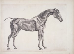 Tavle fra The Anatomy of the Horse, c.1766 af George Stubbs