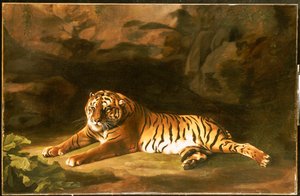 Portræt af den kongelige tiger, ca. 1770