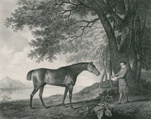 Sharke, indgraveret af George Townley Stubbs (1756-1815) pub. 1794 (radering) af George Stubbs