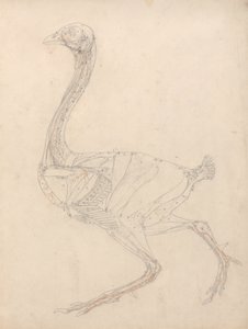 Studie af en høns, sidebillede, diagram for nøgle til tabel XV, fra en sammenlignende anatomisk fremstilling af den menneskelige krops struktur med strukturen af en tiger og en almindelig høns, 1795-1806 (grafit og omvendt) af George Stubbs