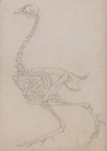 Studie af en høns, sideværts, fra en sammenlignende anatomisk fremstilling af den menneskelige krops struktur med en tiger og en almindelig høns, 1795-1806 (grafit på tyndt vævet papir) af George Stubbs