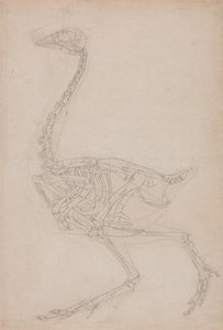 Studie af en høns, sideværts, fra en sammenlignende anatomisk fremstilling af den menneskelige krops struktur med en tiger og en almindelig høns, 1795-1806 (grafit på kraftigt vævet papir) af George Stubbs