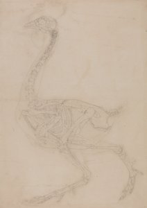 Studie af en høns, sideværts, fra en sammenlignende anatomisk fremstilling af den menneskelige krops struktur med en tiger og en almindelig høns, 1795-1806 (grafit på vævet papir) af George Stubbs