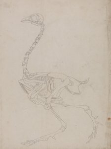 Studie af en høns, sideværts, fra en sammenlignende anatomisk fremstilling af den menneskelige krops struktur med en tiger og en almindelig høns, 1795-1806 (grafit på tyndt vævet papir) af George Stubbs