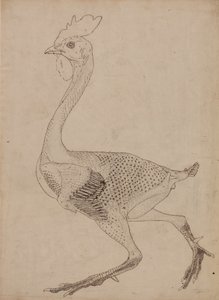 Studie af en høns, sideværts, fra en sammenlignende anatomisk fremstilling af den menneskelige krops struktur med en tiger og en almindelig høns, 1795-1806 (pen og blæk over grafit og rødt kridt på s. af George Stubbs