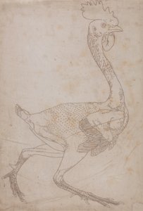 Studie af en høns, sideværts, fra en sammenlignende anatomisk fremstilling af den menneskelige krops struktur med en tiger og en almindelig høns, 1795-1806 (grafit og rødt kridt på papir) af George Stubbs