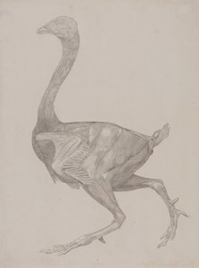 Studie af en høns, sideværts, fra en sammenlignende anatomisk fremstilling af den menneskelige krops struktur med en tiger og en almindelig høns, 1795-1806 (grafit på tyndt vævet papir) af George Stubbs
