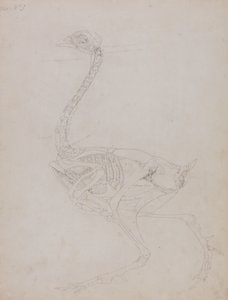 Studie af en høns, sideværts, fra en sammenlignende anatomisk fremstilling af den menneskelige krops struktur med en tiger og en almindelig høns, 1795-1806 (grafit på tyndt vævet papir) af George Stubbs