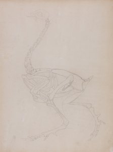 Studie af en høns, sideværts, fra en sammenlignende anatomisk fremstilling af den menneskelige krops struktur med en tiger og en almindelig høns, 1795-1806 (grafit på tyndt vævet papir) af George Stubbs