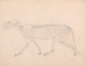 Studie af en tiger, sideværts, abdominal viscera blotlagt, fra en sammenlignende anatomisk fremstilling af den menneskelige krops struktur med en tiger og en almindelig høns, ca. 1795-1806 (grafit på af George Stubbs