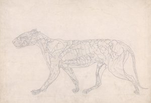 Studie af en tiger, sideværts, diagram, der viser den subkutane blodforsyning, fra en sammenlignende anatomisk fremstilling af den menneskelige krops struktur med en tiger og en almindelig høns, 1795- af George Stubbs