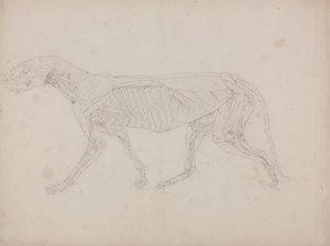 Studie af en tiger, sideværts, fra en sammenlignende anatomisk fremstilling af den menneskelige krops struktur med en tiger og en almindelig høns, ca. 1795-1806 (grafit på patronpapir) af George Stubbs