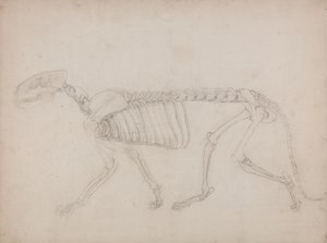 Studie af en tiger, sideblik, fra A Comparative Anatomical Exposition of the Structure of the Human Body with that of a Tiger and a Common Fowl, 1795-1806 (grafit på kraftigt papir) af George Stubbs