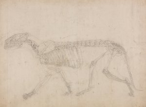 Studie af en tiger, sideværts, fra en sammenlignende anatomisk fremstilling af den menneskelige krops struktur med en tiger og en almindelig høns, 1795-1806 (grafit på kraftigt vævet papir) af George Stubbs