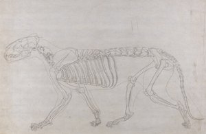 Studie af en tiger, sideblik, fra A Comparative Anatomical Exposition of the Structure of the Human Body with that of a Tiger and a Common Fowl, 1795-1806 (grafit på tyndt vævet papir) af George Stubbs