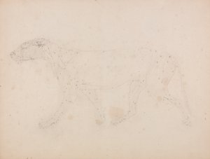 Studie af en tiger, sideværts, fra en sammenlignende anatomisk fremstilling af den menneskelige krops struktur med en tiger og en almindelig høns, 1795-1806 (grafit på vævet papir) af George Stubbs